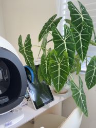 -安那般那皮肤年轻化ANAPANA