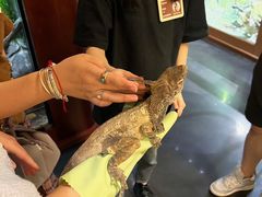 -帕帕拉兹宠物(亚洲旗舰店)