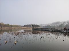 -溱湖国家湿地公园