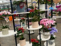 -荷兰花海
