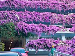 -深圳仙湖植物园