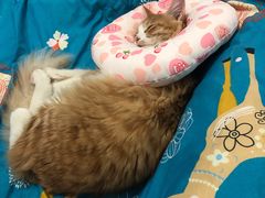 -伟伟宠物医院·瑞派猫友好医院·猫科(光谷店)