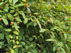 -铁山坪森林公园