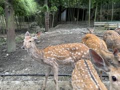 -鹿院坪生态旅游景区