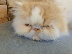 -猫的茶·猫咖