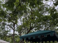 -墨尔本皇家植物园