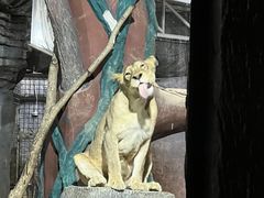 -清迈夜间动物园