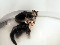 -十年猫舍·猫咪专门店(普陀店)