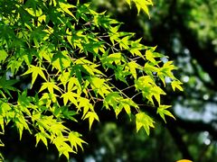 -上海吴淞炮台湾国家湿地公园