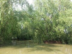 android_upload_pic-大湾区中央湿地公园