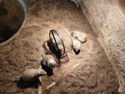 -Zoolung Zoolung动物主题公园(海信广场店)