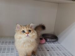 -lincat·猫舍(广州店)