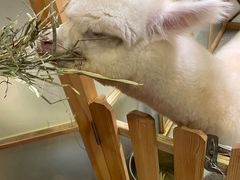 -猫色咖啡·猫咖