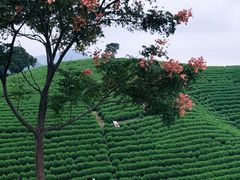 -帐篷客·溪龙茶谷度假酒店