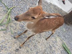 -鹿境梅花鹿生态园区