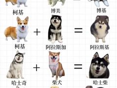 -翊宠yipet猫狗购宠庄园