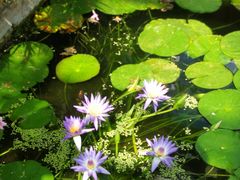 -国家植物园南园