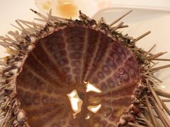 -海胆小馆(东北水饺·春柳店)