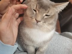 -MOCHA明星猫咖(田子坊店)