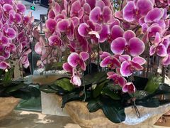 -北京汉斯特自助烤肉(临朐店)