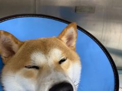 -谐和贝康宠物医院24小时·宠保定点(急重症转诊中心)