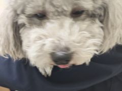 -全心全意连锁动物医院·微创中心·内科急重症·心脏专科(丰管路店)