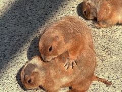 -大连森林动物园