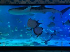 -烟台海昌鲸鲨海洋公园