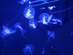 -成都浩海立方海洋公园