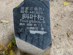 -杨梅坑