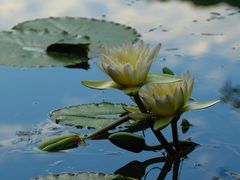 -云溪植物园