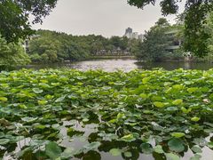 -荔湾湖公园