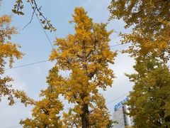 -百林公园-两江幸福广场