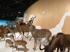 -陕西自然博物馆