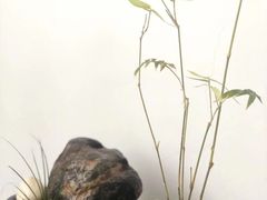 -狐尾山公园