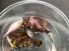 -小猫钓鱼海钓俱乐部(椰梦长廊店)