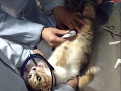 医生帮术后的猫猫换纱布上药-半岛宠物医院24小时(科华中路店)