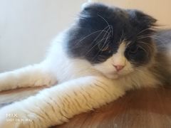 -李小姐の猫咖啡馆(五角场店)