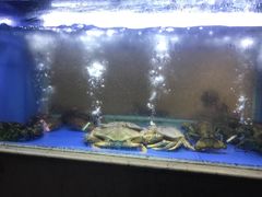 水产区-阿英煲(凉城路店)