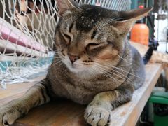 -喵屿·大理花园猫咖