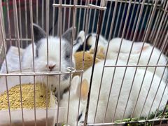 -双季花艺园艺市场(浦东店)