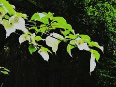 -杭州植物园
