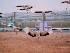 -盐城丹顶鹤湿地生态旅游区