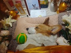 -美联众合动物医院·24h京西诊疗中心