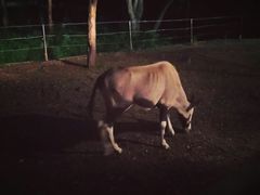 -清迈夜间动物园