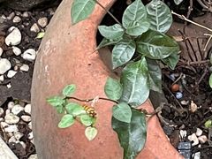 -Golden Lily河内巴黎法越料理餐厅(建国西路店)