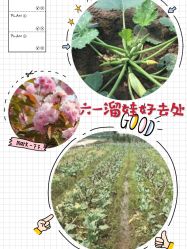 -麦粒鸟亲子游