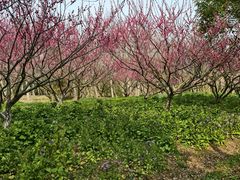 -上海海湾国家森林公园