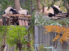 -成都大熊猫繁育研究基地