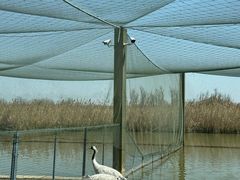 -盐城丹顶鹤湿地生态旅游区